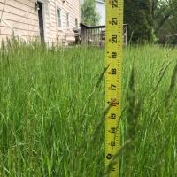 Image of tall grass