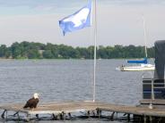 Picture:  Bald Eagle on the Dock by Paul Ackerman