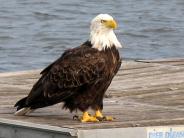 Picture:  Bald Eagle Close Up on the Dock by Paul Ackerman