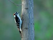 Picture:  Woodpecker by Dave Britton