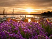 Purple Flowers at the Boatworks by Davin Brandt