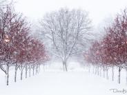 Picture:  Winter shot of Tree Lane by Davin Brandt