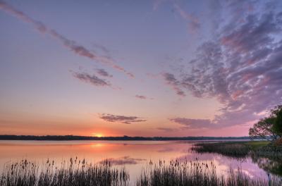 Sunrise with reeds by Rachel Cain