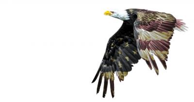 Image of the American Eagle